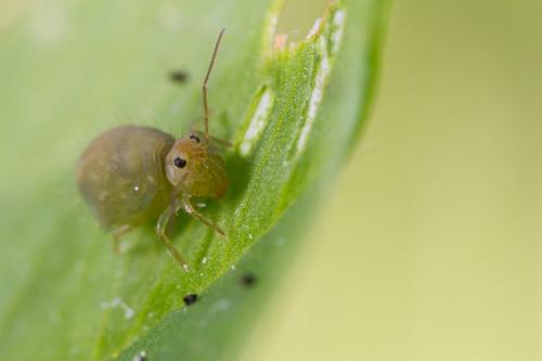 Réf. 204 147 : Sminthurus viridis
